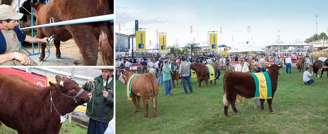 Expointer 2014 premia excelência da Camboatã Agropecuária