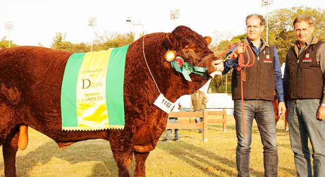 Grande campeão Devon Expointer 2015