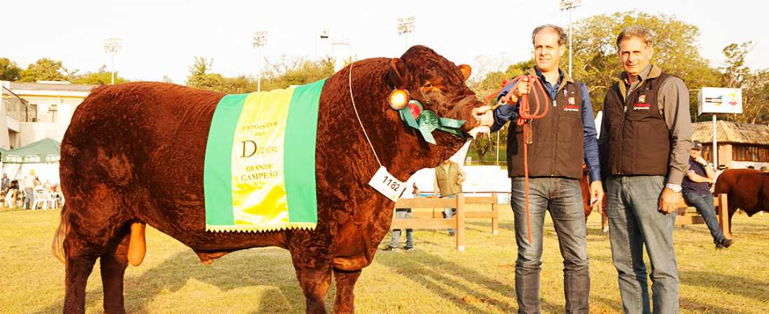 Grande campeão Devon Expointer 2015