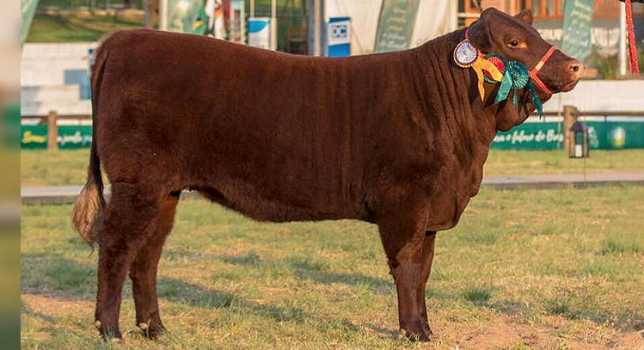 A Campeã terneira e terceira melhor fêmea da Expointer 2017 é da Camboatã Agropecuária.