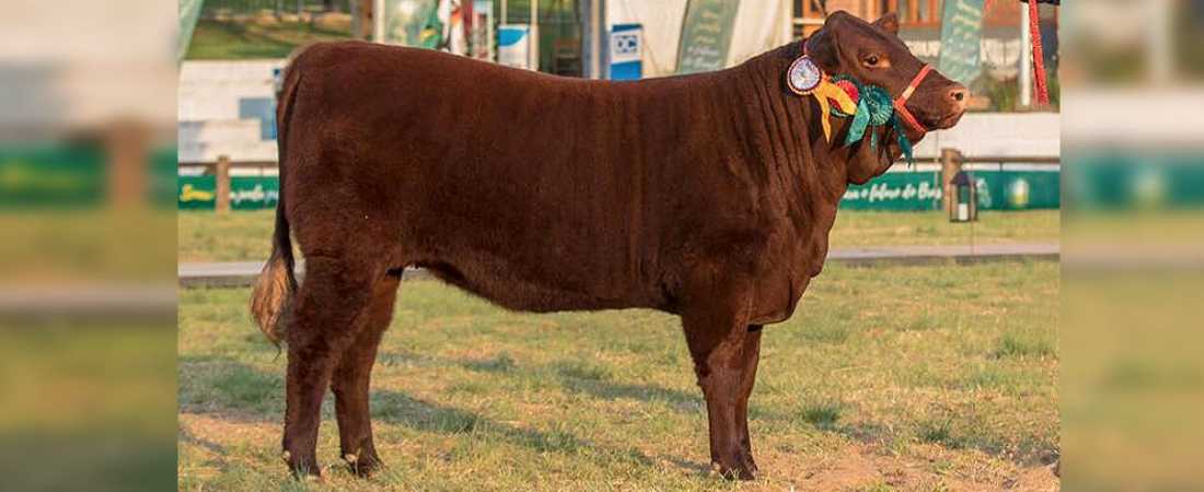 A Campeã terneira e terceira melhor fêmea da Expointer 2017 é da Camboatã Agropecuária.